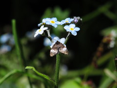Annaphila diva