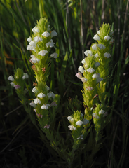 Castilleja rubicundula rubicundula