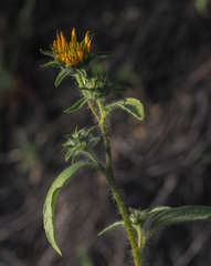 Helianthus exilis
