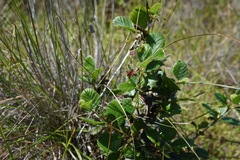 Cercocarpus betuloides blancheae