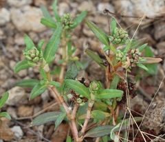 Persicaria prostrata
