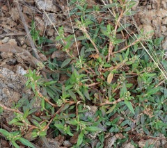 Persicaria prostrata