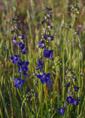 Delphinium uliginosum
