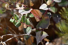 Guardiola platyphylla
