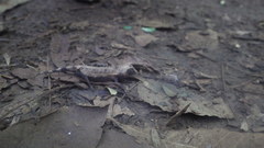 Brookesia stumpffi