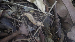 Brookesia stumpffi
