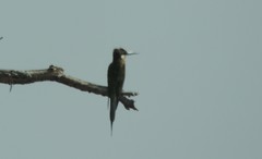 Merops superciliosus