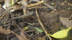 Brookesia stumpffi