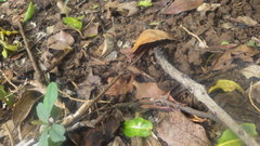 Brookesia stumpffi