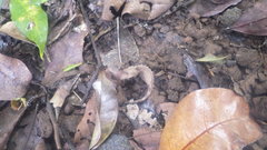 Brookesia stumpffi