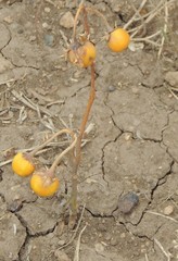 Solanum marginatum