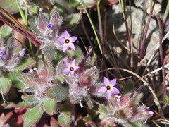 Collomia diversifolia