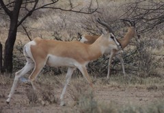 Nanger soemmerringii