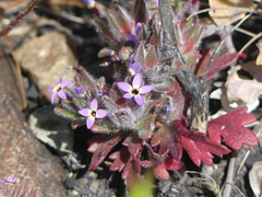 Collomia diversifolia