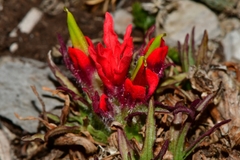 Castilleja bella