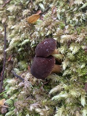 Xerocomus rufostipitatus