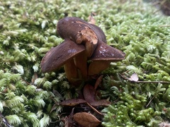 Xerocomus rufostipitatus