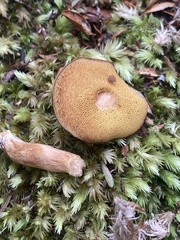 Xerocomus rufostipitatus