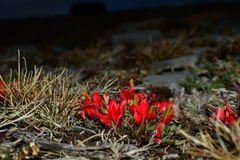 Castilleja bella