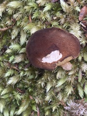 Xerocomus rufostipitatus