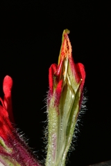 Castilleja bella