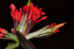 Castilleja bella