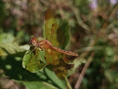 Perithemis icteroptera