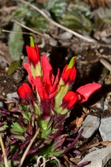 Castilleja bella