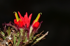 Castilleja bella