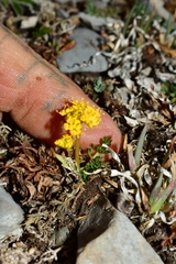 Tauschia madrensis