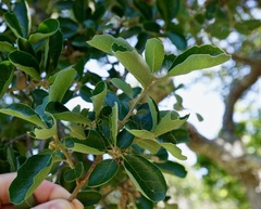 Quercus pacifica