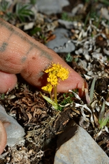 Tauschia madrensis