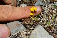 Tauschia madrensis