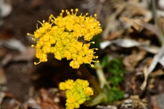 Tauschia madrensis