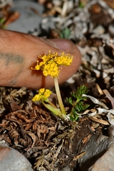 Tauschia madrensis