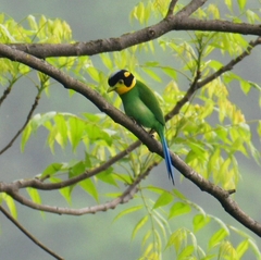 Psarisomus dalhousiae