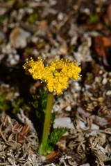 Tauschia madrensis