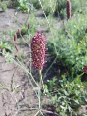 Eryngium ebracteatum
