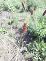 Eryngium ebracteatum