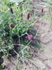 Eryngium ebracteatum