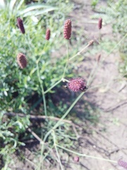 Eryngium ebracteatum
