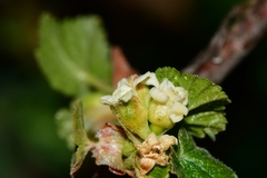 Ribes neglectum