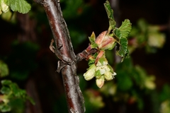 Ribes neglectum