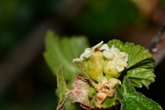 Ribes neglectum