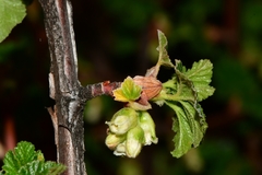 Ribes neglectum
