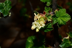 Ribes neglectum
