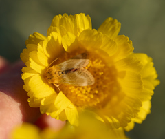 Schinia miniana