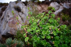 Ribes neglectum