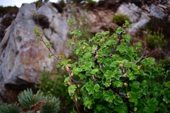 Ribes neglectum