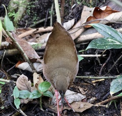 Amaurolimnas concolor